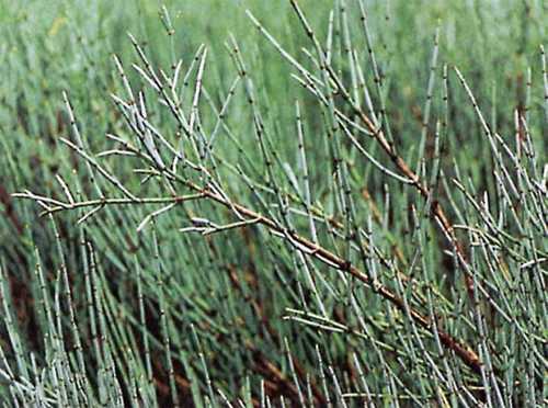 Figura 17.jpg (36817 bytes)